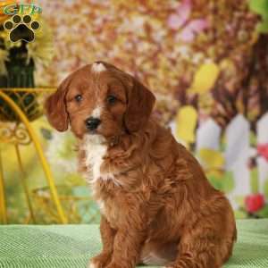 Twinkle, Brittnepoo Puppy